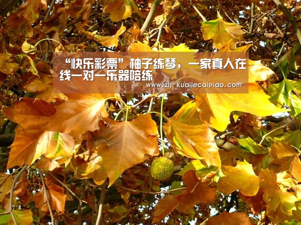 “快乐彩票”柚子练琴,一家真人在线一对一乐器陪练(图1) 快乐彩票